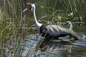 Southern Africa Prints: Wattled Crane with Chick - walking in water Okavango Delta Botswana Africa