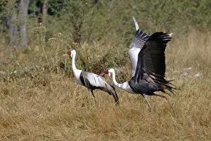 Wattled Crane - courtship display Okavango, Botswana, Africa