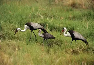 Wattled Crane - pair with chick Botswana, Africa