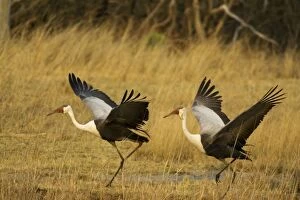 Images Dated 6th September 2006: Wattled Crane - Pair, about to take off