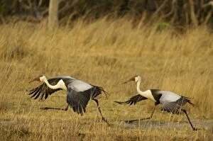 Wattled Crane - Pair, about to take off