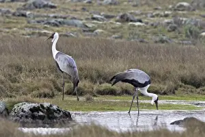 Wattled Crane - two. Bale Mountains - Ethiopia - Africa. Latin formely Bugeranus carunculatus