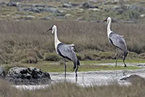 Wattled Crane - two. Bale Mountains - Ethiopia - Africa Latin formely Bugeranus carunculatus