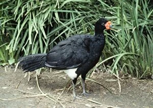 Images Dated 11th May 2005: Wattled Curassow - male Western Amazon basin