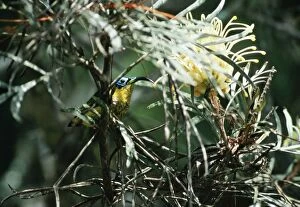 Images Dated 8th December 2004: Wattled False / Asity Sunbird Male. Perinet, Madagascar