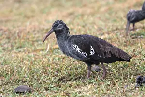 Wattled Ibis. Bale Mountains - Ethiopia - Africa