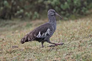 Wattled Ibis. Bale Mountains - Ethiopia - Africa