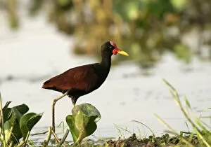 Images Dated 25th April 2004: Wattled Jacana