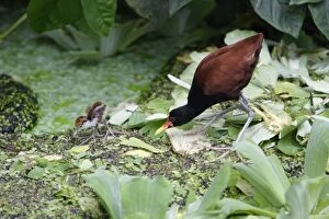 Images Dated 27th July 2007: Wattled Jacana - parent bird with chick, searching for food, Emmen, Holland