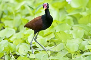 Images Dated 7th December 2008: Wattled Jacana - walking on water vegetation - Nariva Swamp - Trinidad