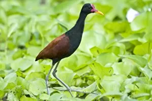 Images Dated 7th December 2008: Wattled Jacana - walking on water vegetation