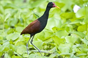 Images Dated 7th December 2008: Wattled Jacana - walking on water vegetation - Nariva Swamp - Trinidad