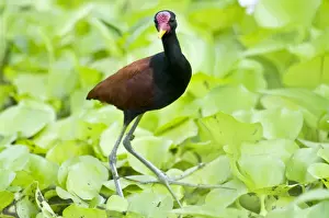 Wattled Jacana - walking on water vegetation - Nariva Swamp - Trinidad