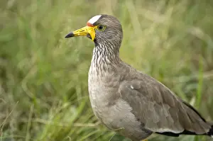 Wattled Plover - Close up - South Africa