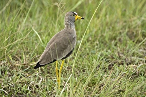 Images Dated 24th February 2008: Wattled Plover - Standing in grass looking right
