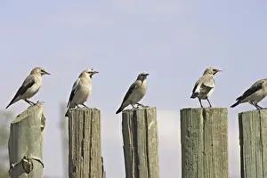 Post Prints: Wattled Starling. Bale Mountains - Ethiopia - Africa