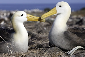 Images Dated 17th April 2005: Waved Albatros. Espagnola Island. Galapagos Islands