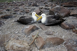 Images Dated 17th April 2005: Waved Albatros. Espagnola Island. Galapagos Islands