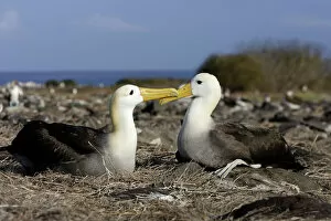 Galapagos Islands Gallery: Waved Albatros. Espagnola Island. Galapagos Islands