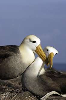 Images Dated 17th April 2005: Waved Albatros. Espagnola Island. Galapagos Islands