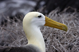 Images Dated 17th April 2005: Waved Albatros. Espagnola Island. Galapagos Islands
