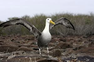 Images Dated 17th April 2005: Waved Albatros. Espagnola Island. Galapagos Islands
