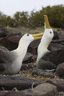 Images Dated 17th April 2005: Waved Albatros. Espagnola Island. Galapagos Islands