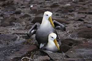 Images Dated 17th April 2005: Waved Albatros. Espagnola Island. Galapagos Islands