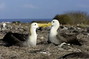 Albatross Prints: Waved Albatros Espagnola Island. Galapagos Islands