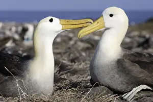 Albatross Prints: Waved Albatros - pair. Espagnola Island - Galapagos Islands