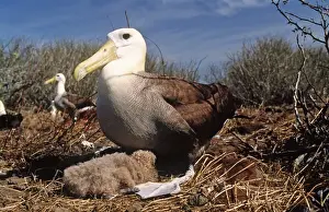 Albatrosses Prints: Waved Albatross - with chick - Punta Suarez, Espanola Island, Galapagos Islannds AU-779