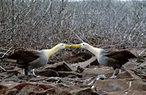 Face To Face Prints: Waved Albatross - courtship display - Hood Island, Galapagos Islands AU-1503