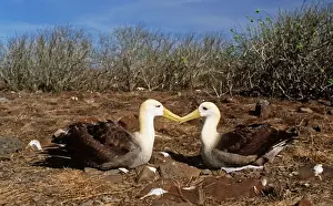 Symmetry Prints: Waved Albatross - courtship display - Punta Suarez