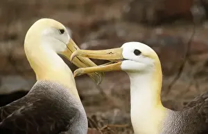 Bird Prints: Waved Albatross - courtship display - Punta Suarez