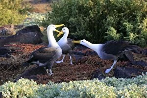 Waved Albatross - display
