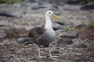 Galapagos Islands Gallery: Waved Albatross - On Espanola Island - Galapagos