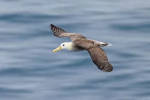 Ecuador Gallery: Waved albatross flying, Espanola Island, Galapagos