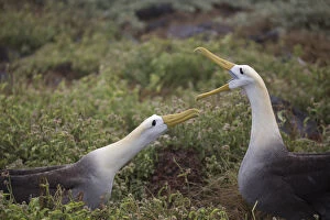Galapagos Islands Gallery: Waved Albatross - Greeting on arrival at nest
