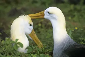 Albatrosses Prints: Waved Albatross - pair bonding Hood Island Galapagos Islands