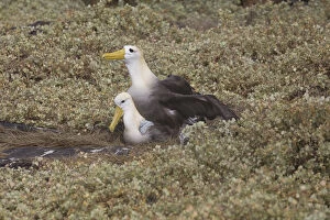 Galapagos Islands Gallery: Waved Albatross - Pair mating - On Espanola Island