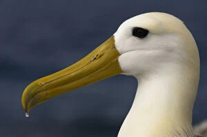 Punta Gallery: Waved Albatross (Phoebastria irrorata)