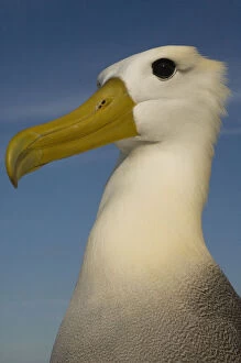 Images Dated 18th June 2010: Waved Albatross (Phoebastria irrorata)