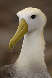 Images Dated 18th June 2010: Waved albatross (Phoebastria irrorata)
