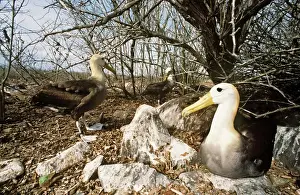 Albatrosses Prints: Waved Albatross - Punta Suarez, Espanola Island, Galapagos Islannds AU-758