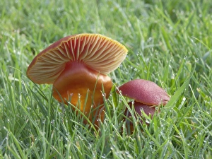 Wax Cap on mature pasture - Occurs late summer to autumn Wax Cap on mature pasture - Occurs late summer to autumn