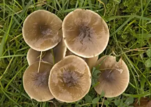 Waxcap Prints: A waxcap in old grassland. Species with strong nitrous smell
