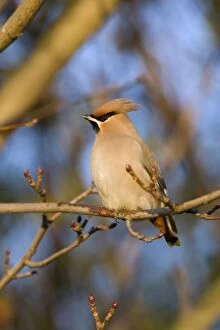 Images Dated 7th December 2005: Waxwing