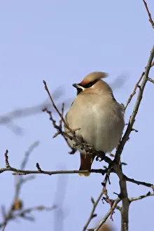 Waxwing. Alsace - France
