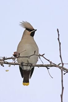 Images Dated 24th February 2005: Waxwing. Alsace - France