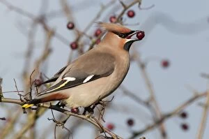 Images Dated 29th November 2012: Waxwing - with berry in bill. North Lincolnshire